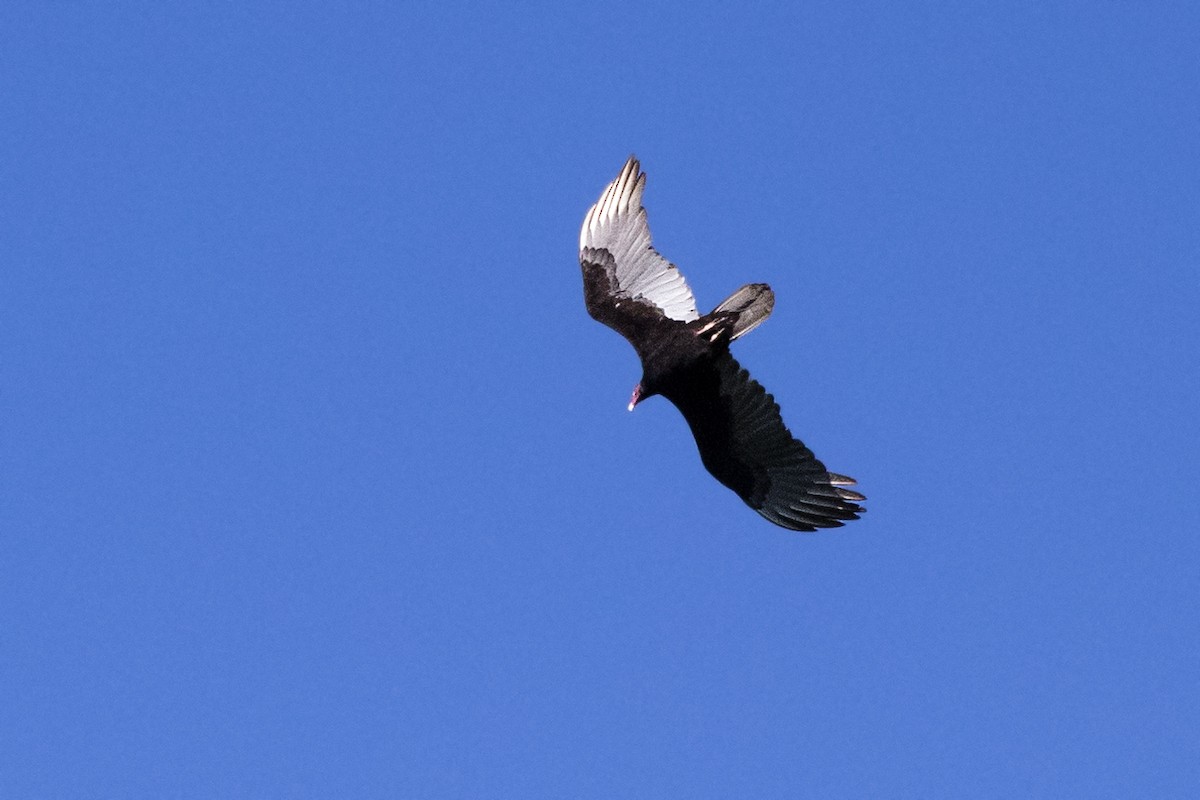 Turkey Vulture - Johanne Cousineau