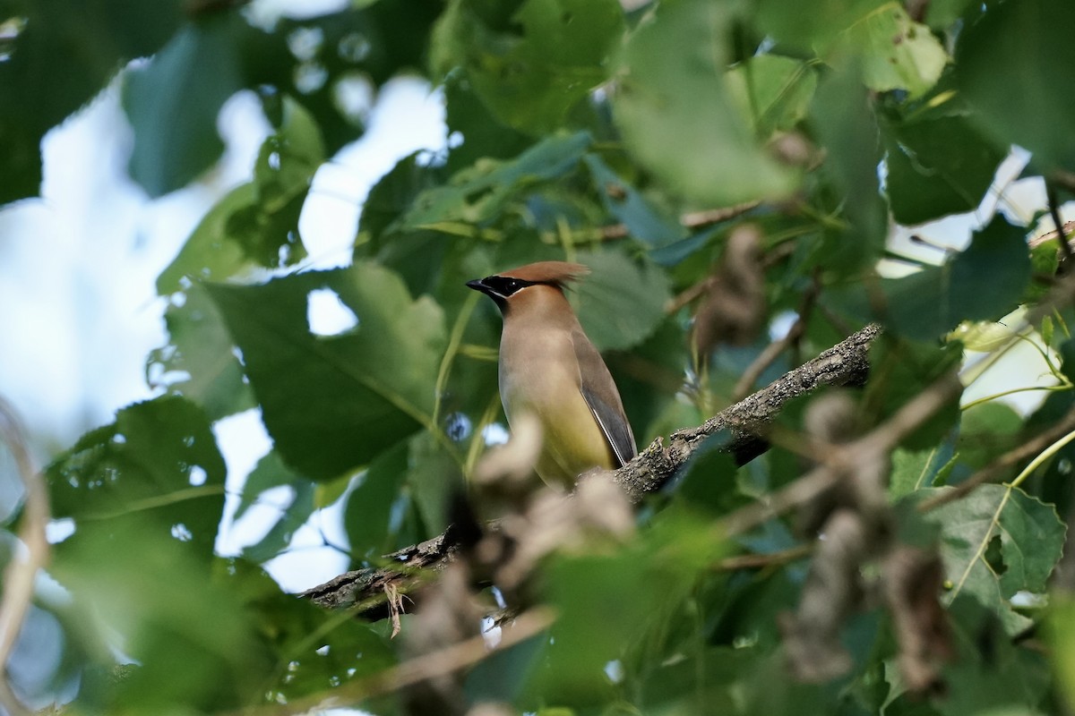 Cedar Waxwing - ML620261034