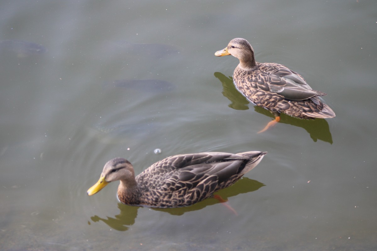 Mexican Duck - ML620261037