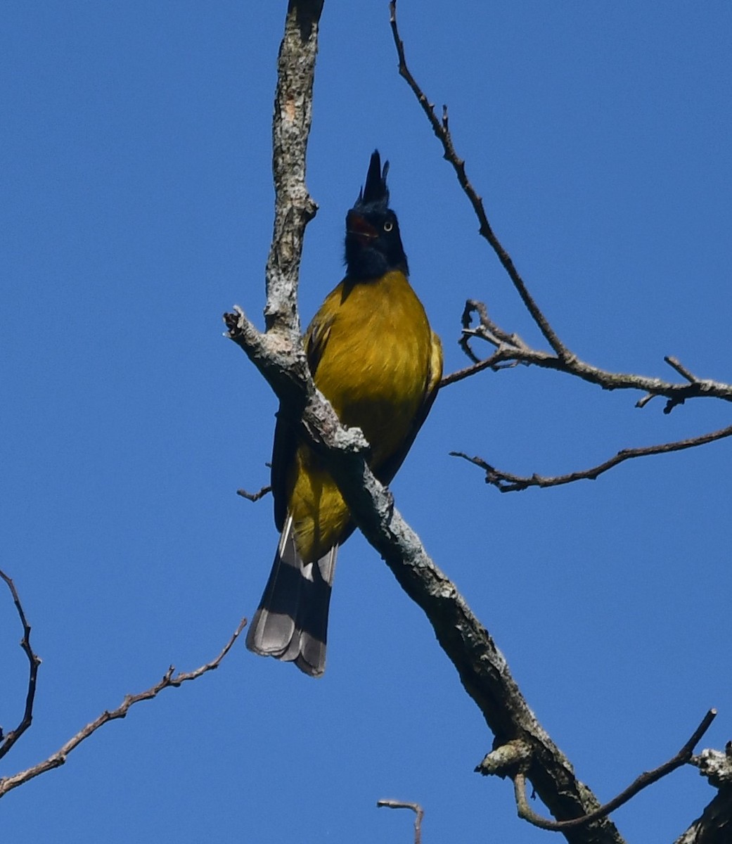 Bulbul à huppe noire - ML620261041