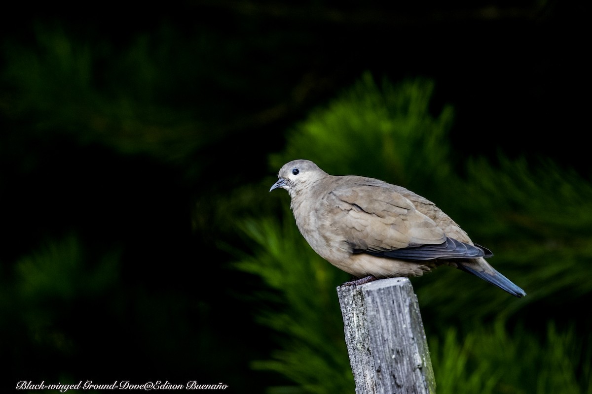 Black-winged Ground Dove - ML620261043