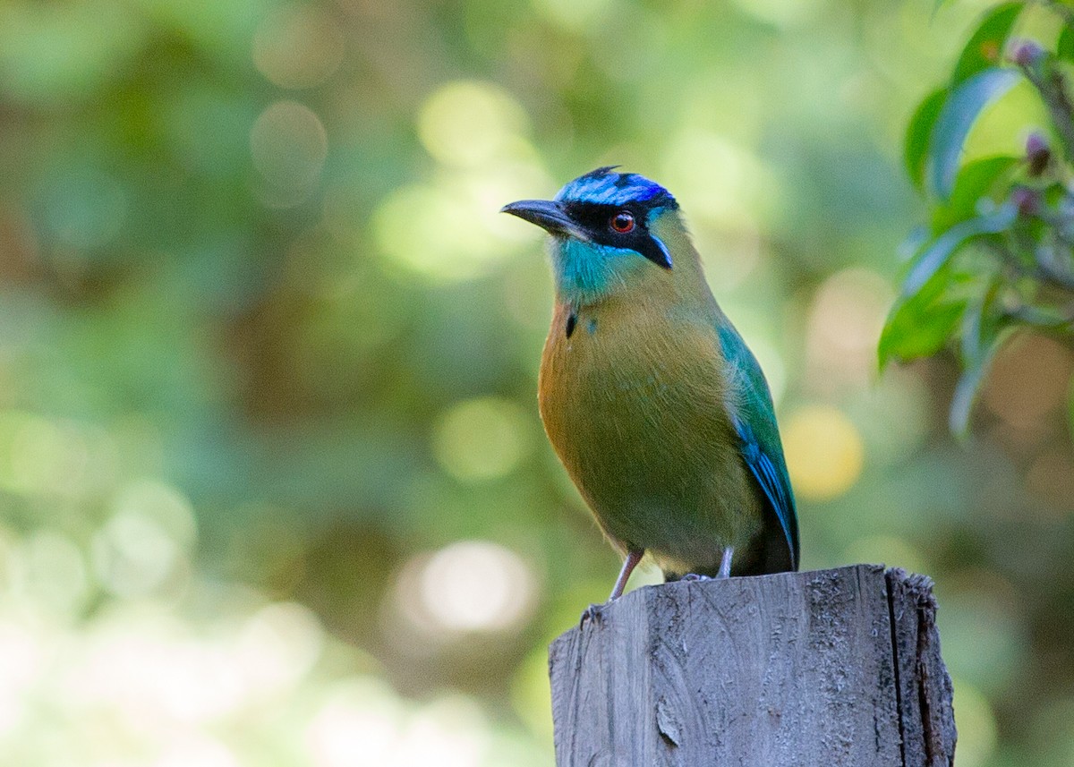 Motmot de Lesson - ML620261050