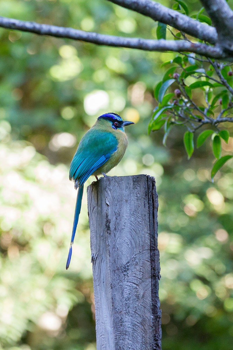 Motmot de Lesson - ML620261051