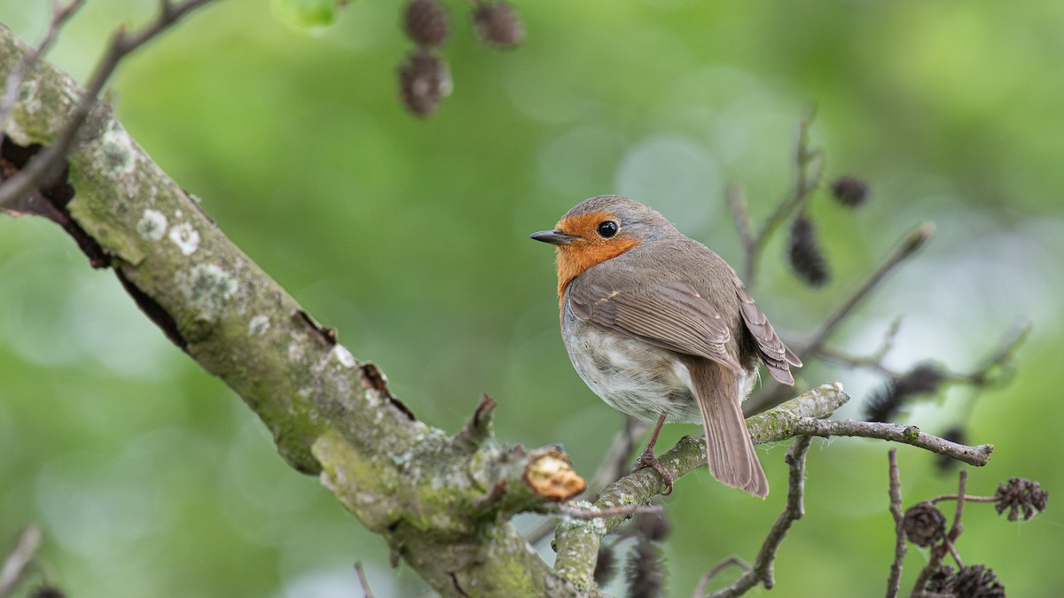 European Robin - ML620261053