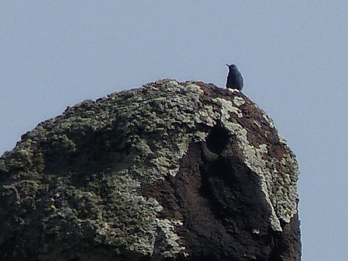 Blue Rock-Thrush - ML620261055