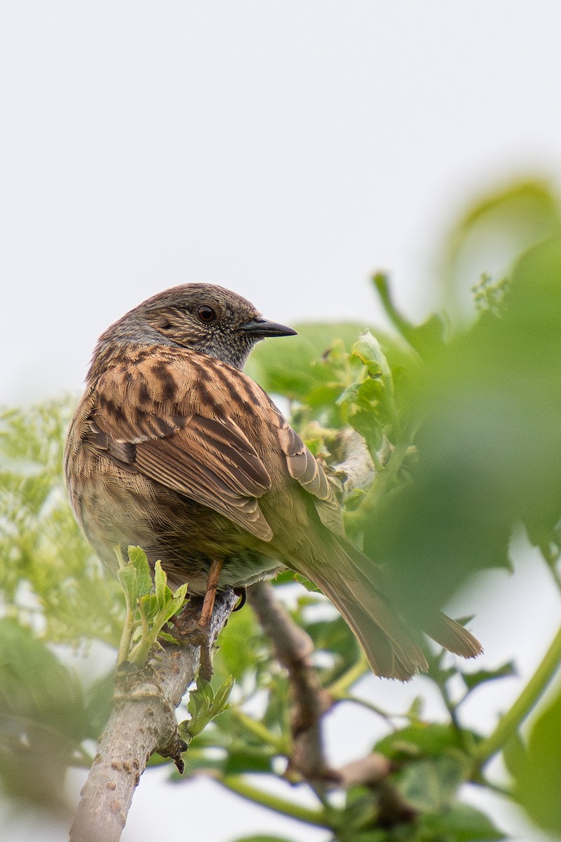 Dunnock - ML620261057