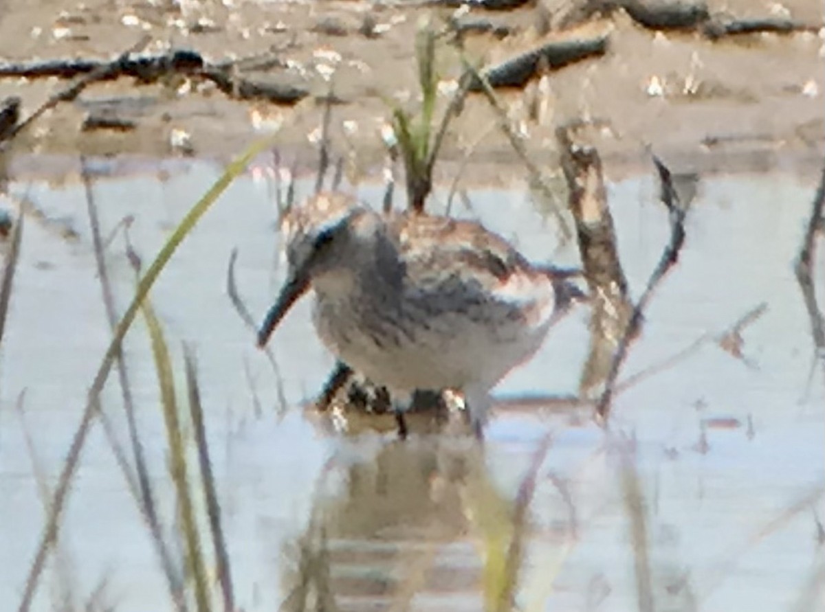 White-rumped Sandpiper - ML620261062