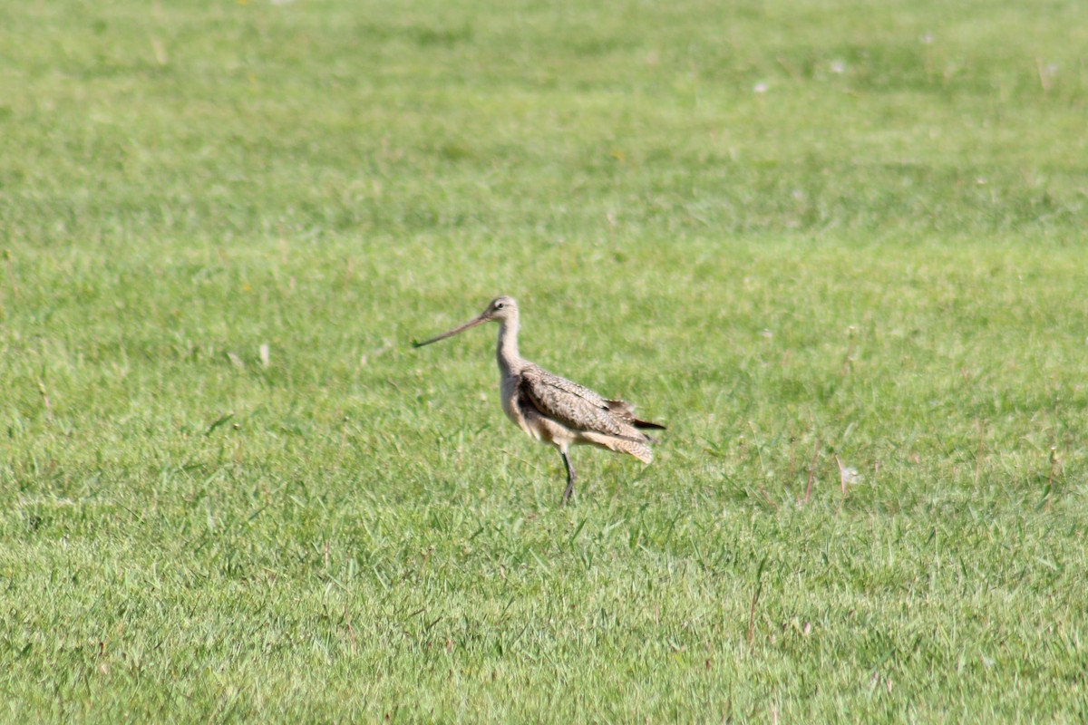 Marbled Godwit - Phil & Angie Beyer