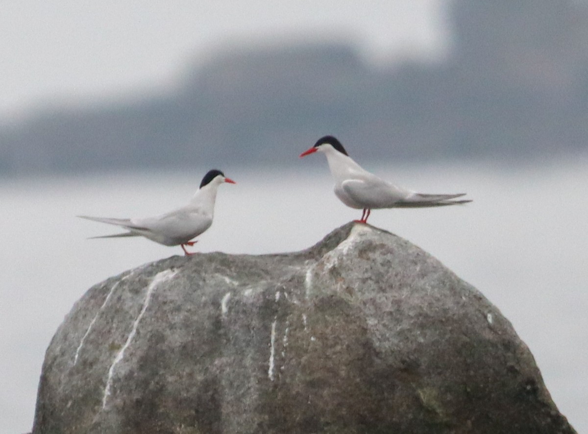 South American Tern - ML620261067