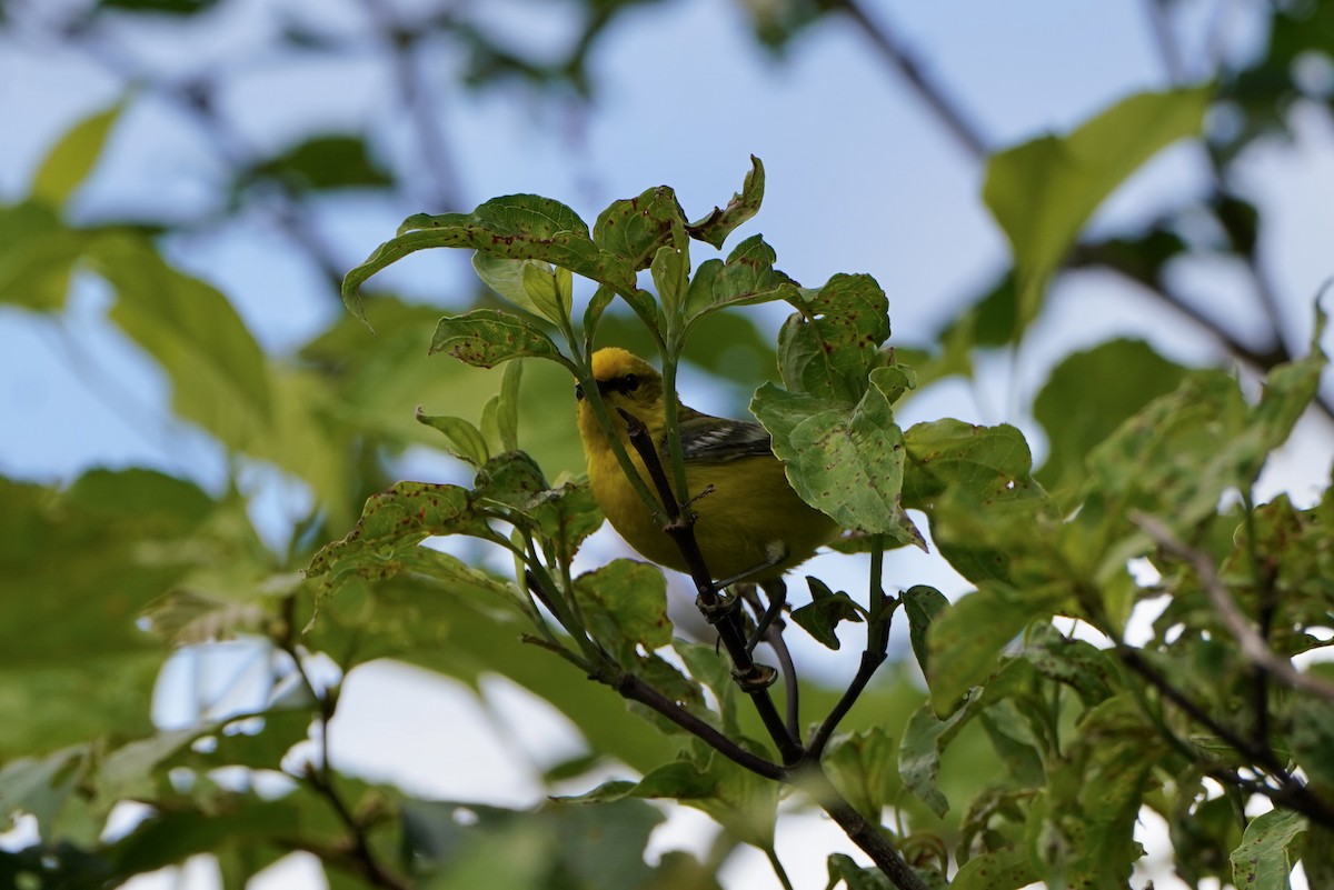 Blauflügel-Waldsänger - ML620261069