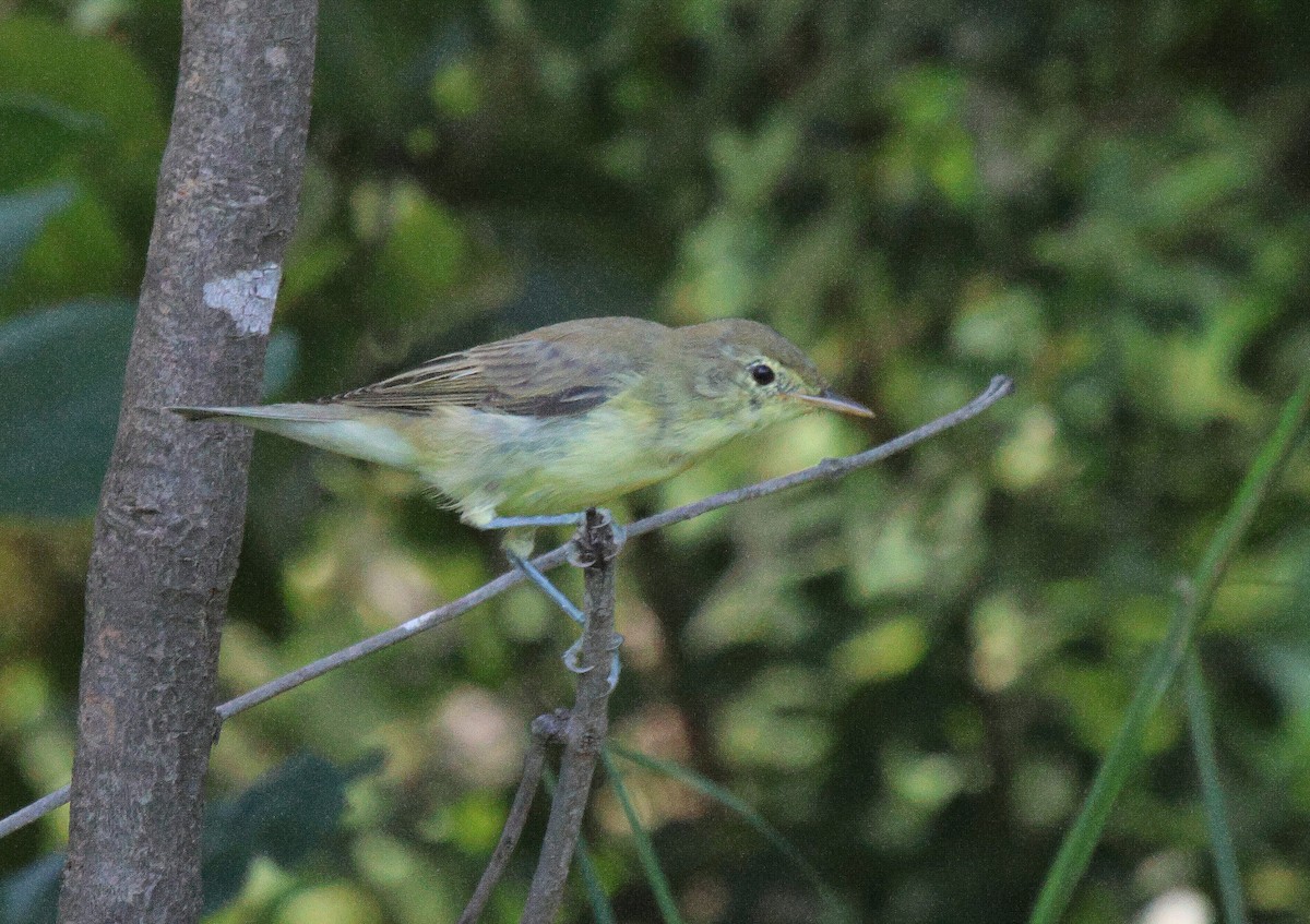 Icterine Warbler - ML620261074