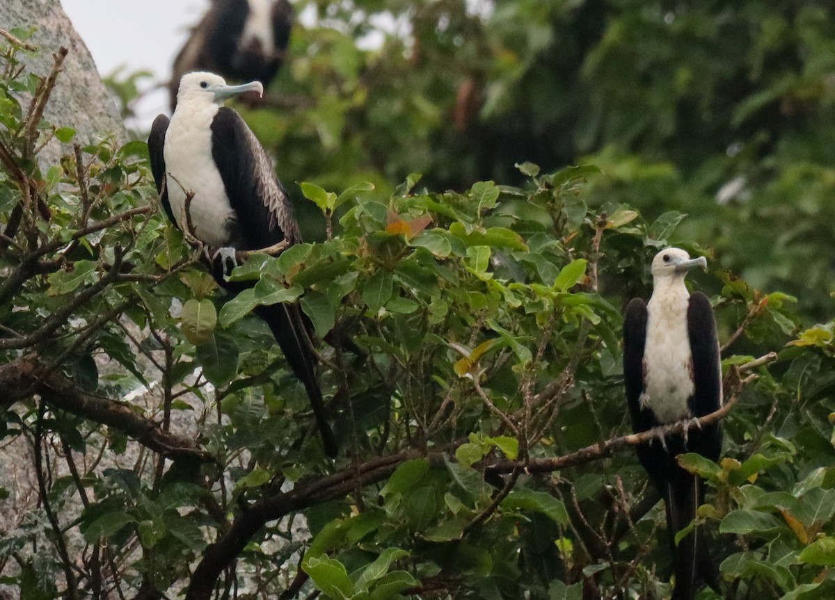 Magnificent Frigatebird - ML620261075