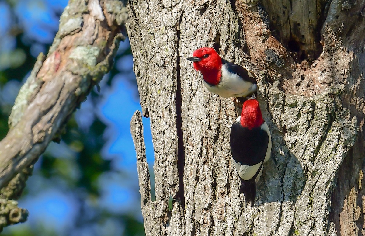 Red-headed Woodpecker - ML620261076