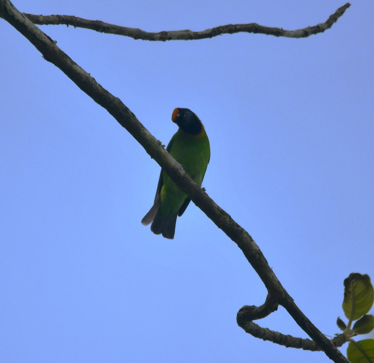 Golden-fronted Leafbird - ML620261079