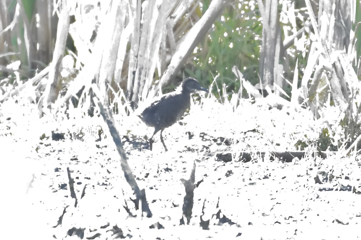 Virginia Rail - ML620261080