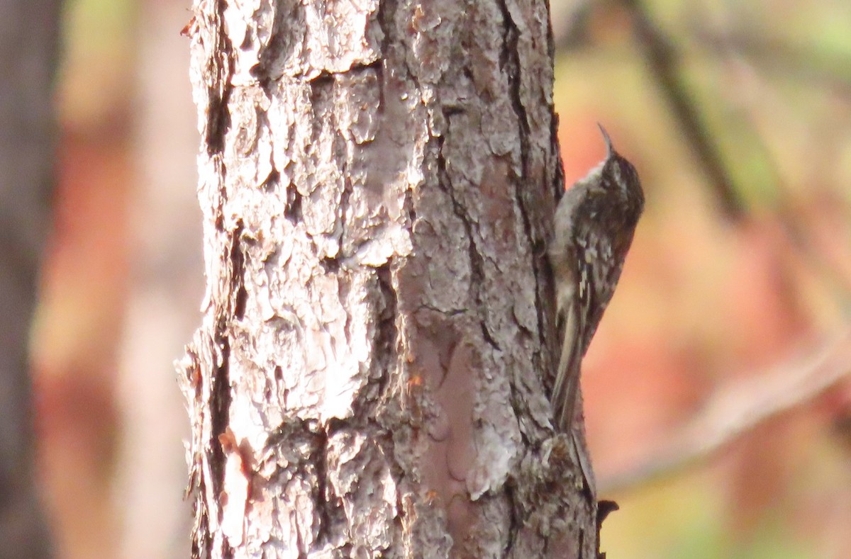 Brown Creeper - ML620261083