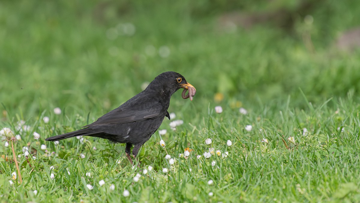 Eurasian Blackbird - ML620261091