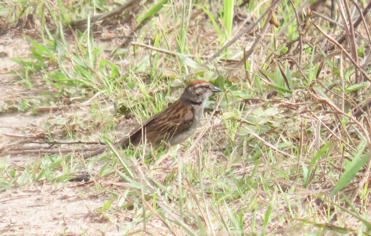 Chipping Sparrow - ML620261100