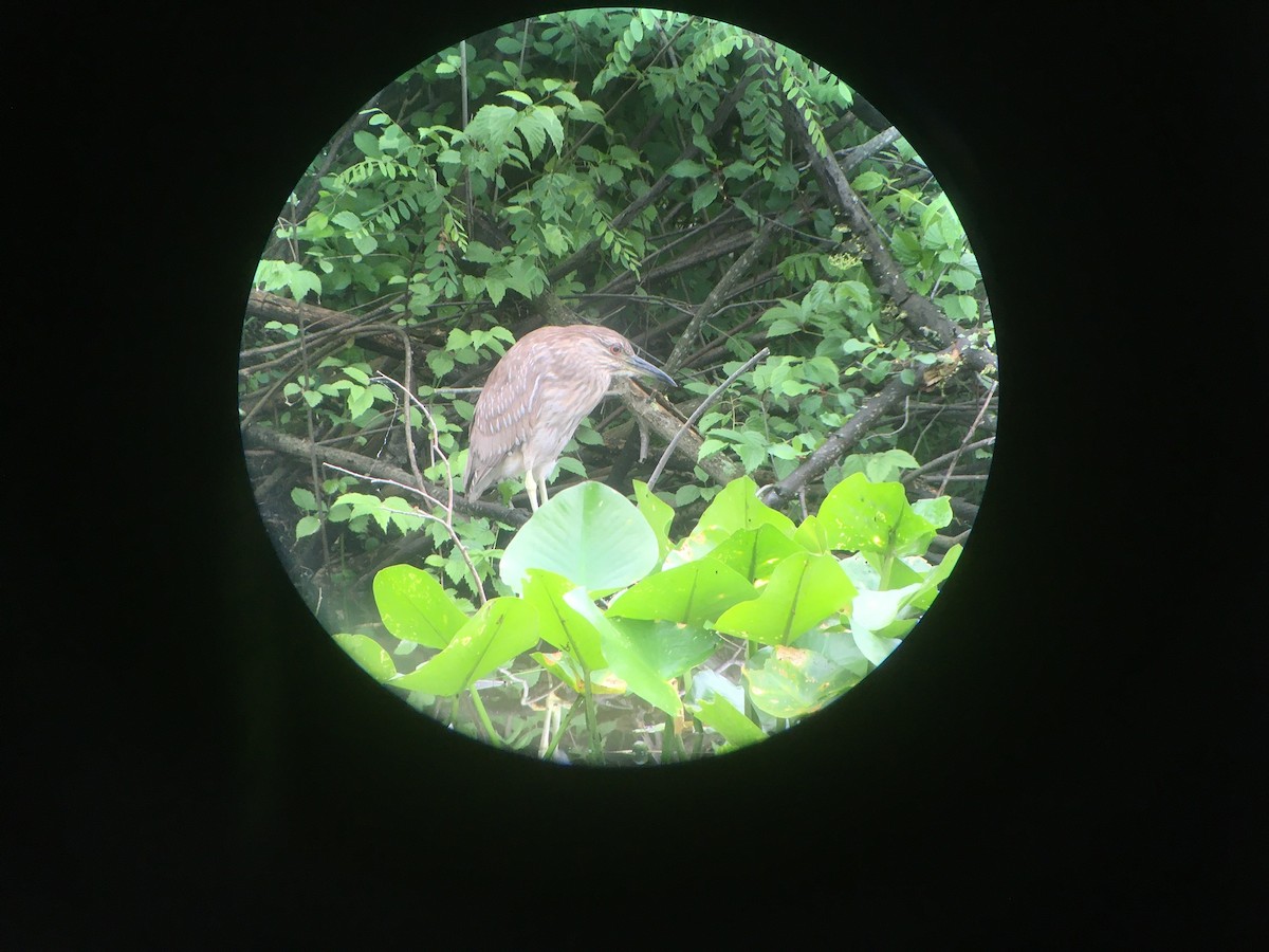 Black-crowned Night Heron - ML620261103