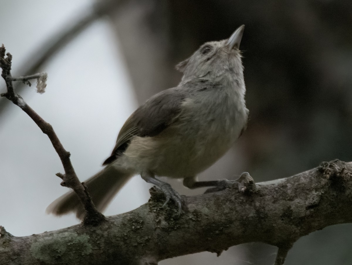 Black-crested Titmouse - ML620261106