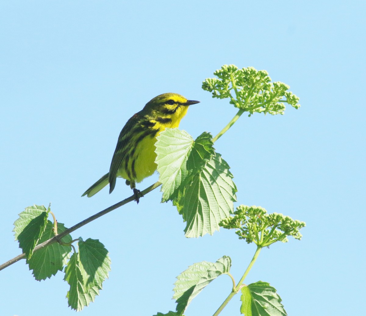 Prairie Warbler - ML620261107