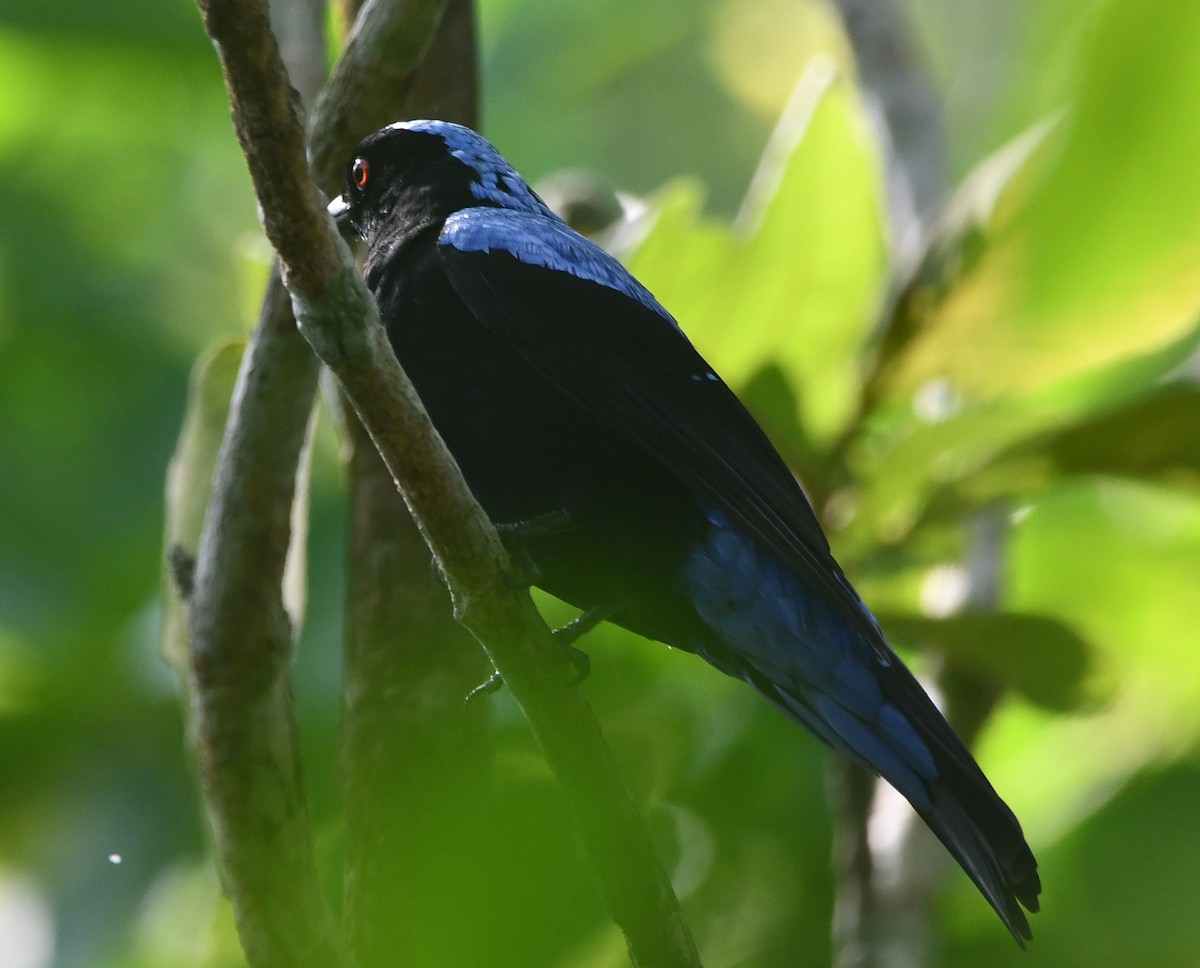 Asian Fairy-bluebird - ML620261112
