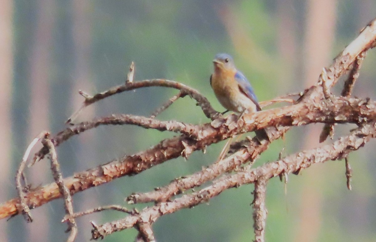 Eastern Bluebird - ML620261113