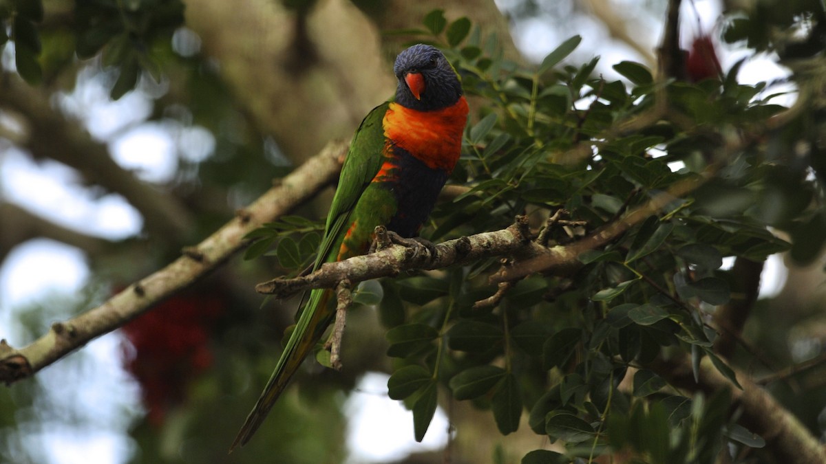 Rainbow Lorikeet - ML620261117