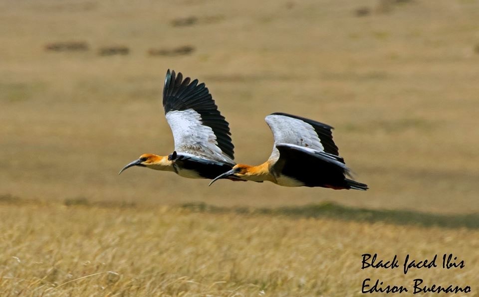 Andean Ibis - ML620261119