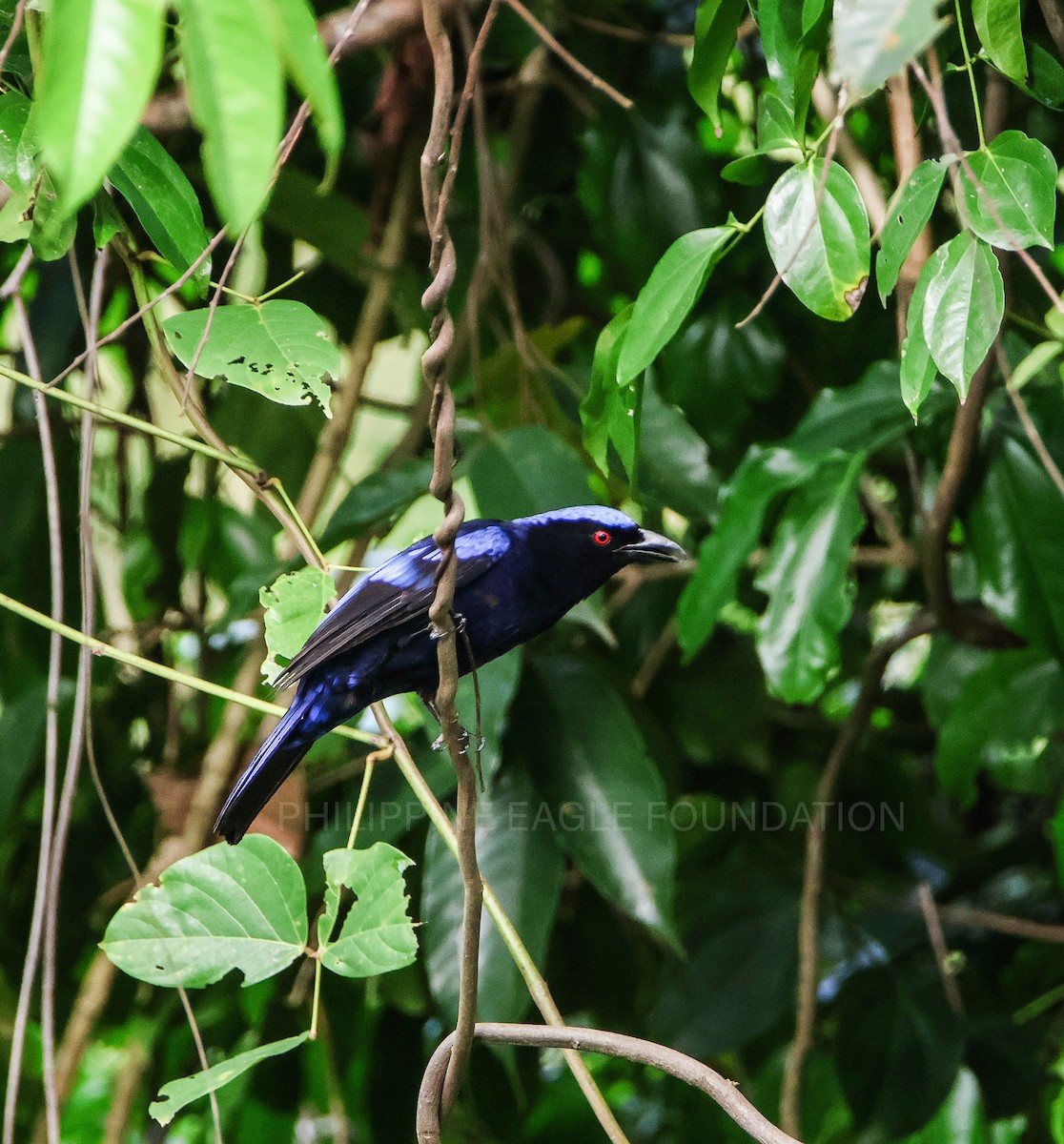 Philippine Fairy-bluebird - Ron Lemente Taraya