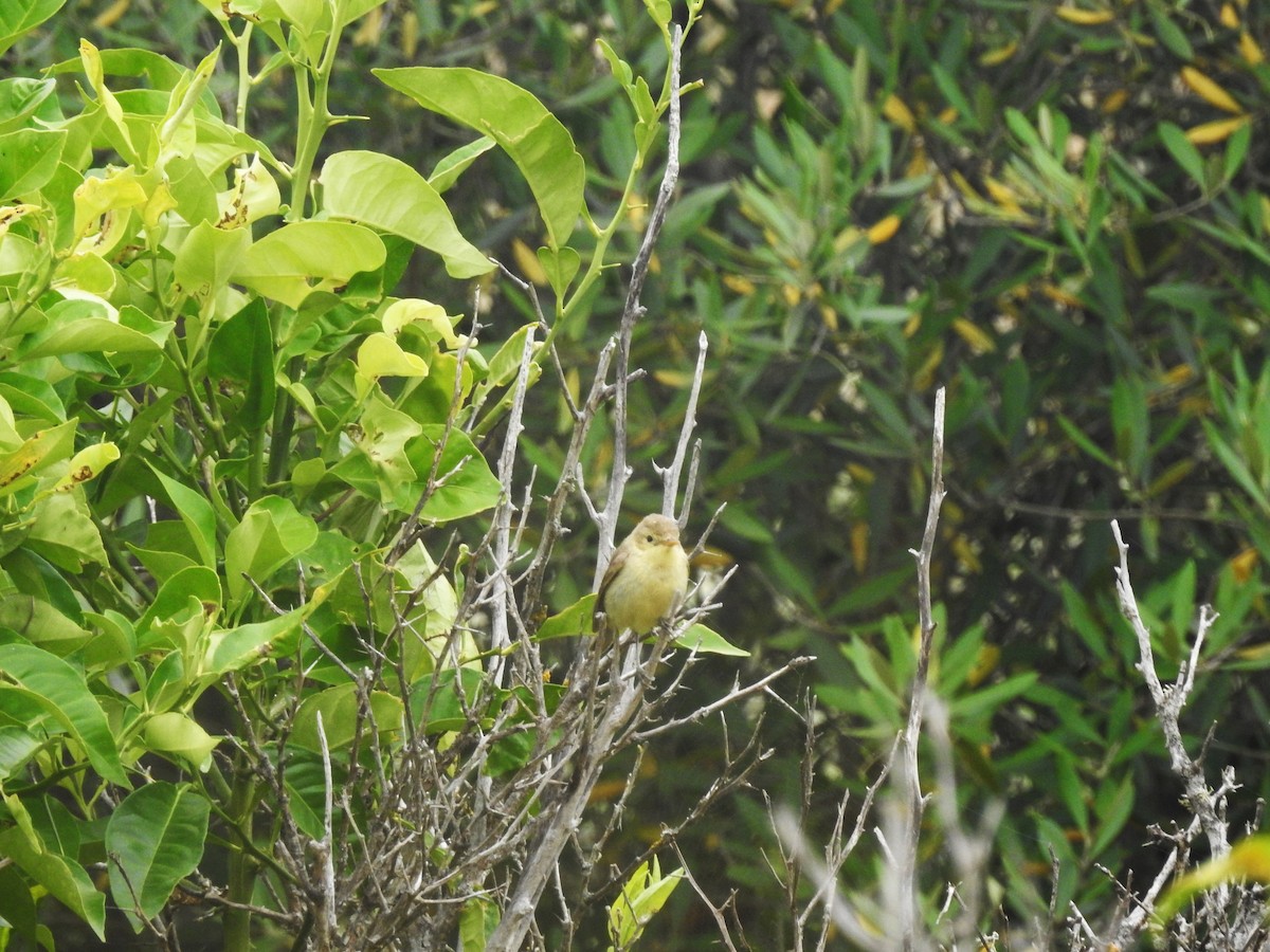 Melodious Warbler - ML620261135