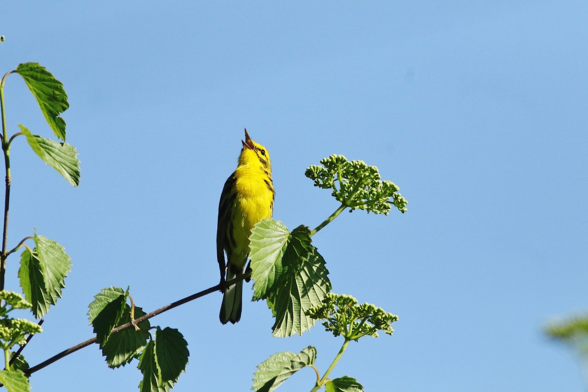 Prairie Warbler - ML620261138