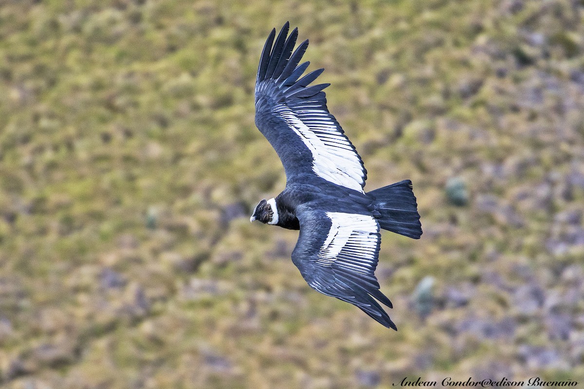 Andean Condor - ML620261141