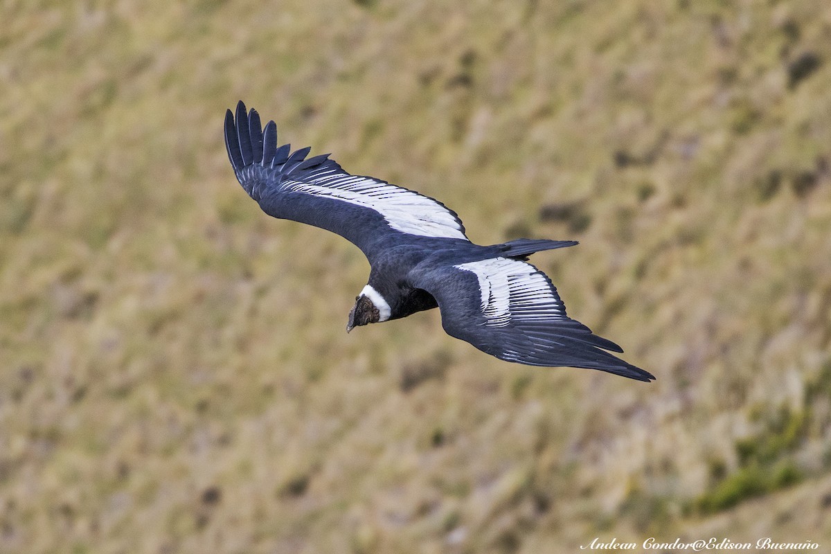 Andean Condor - ML620261143