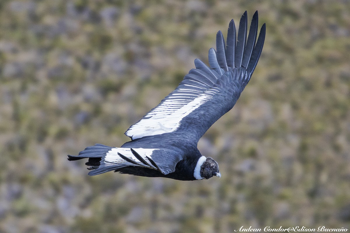 Andean Condor - ML620261144