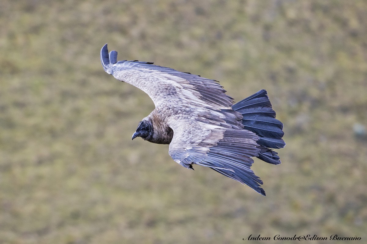 Andean Condor - ML620261145