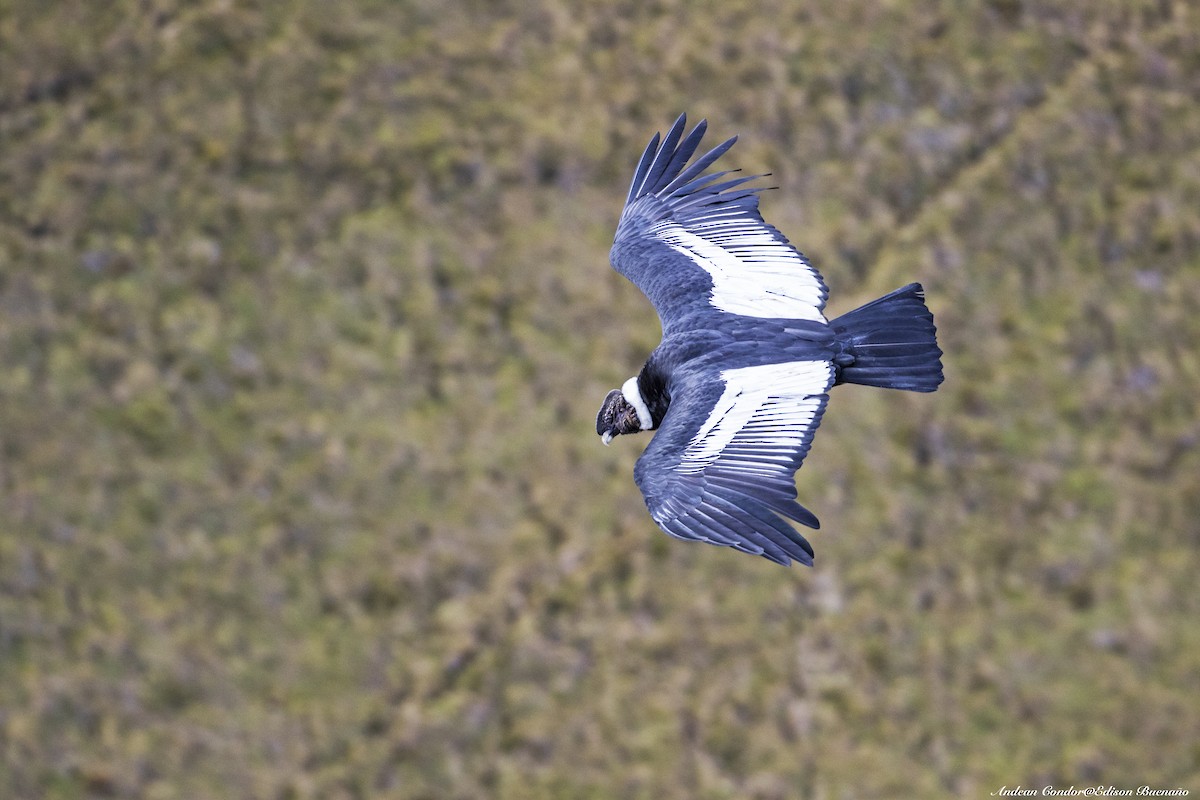 Andean Condor - ML620261146