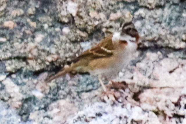 Rufous-collared Sparrow - ML620261147