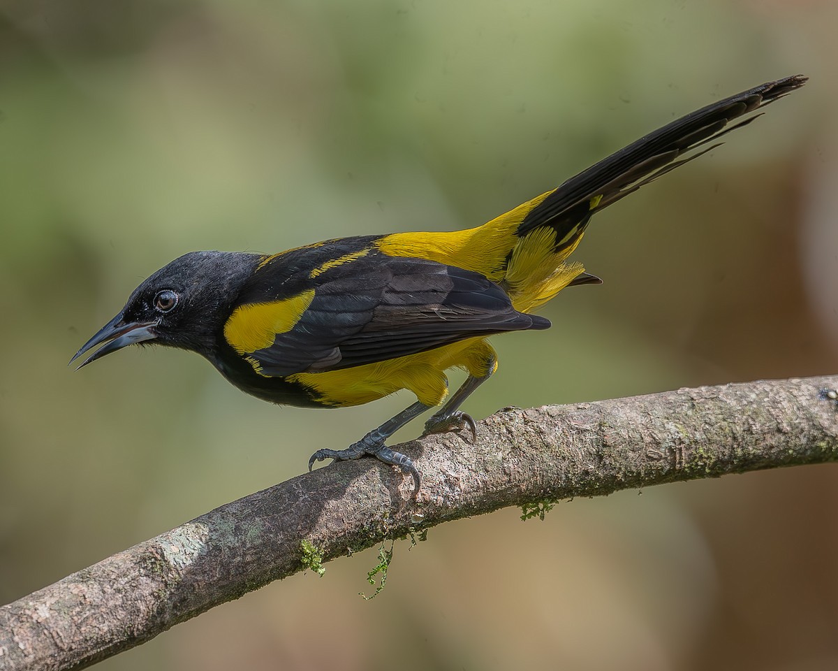 Black-cowled Oriole - ML620261153