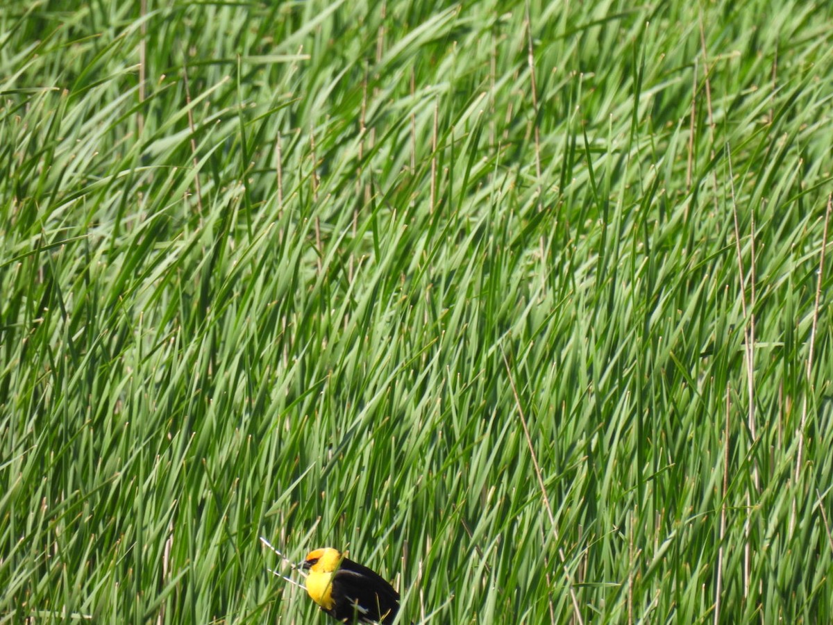 Yellow-headed Blackbird - ML620261155