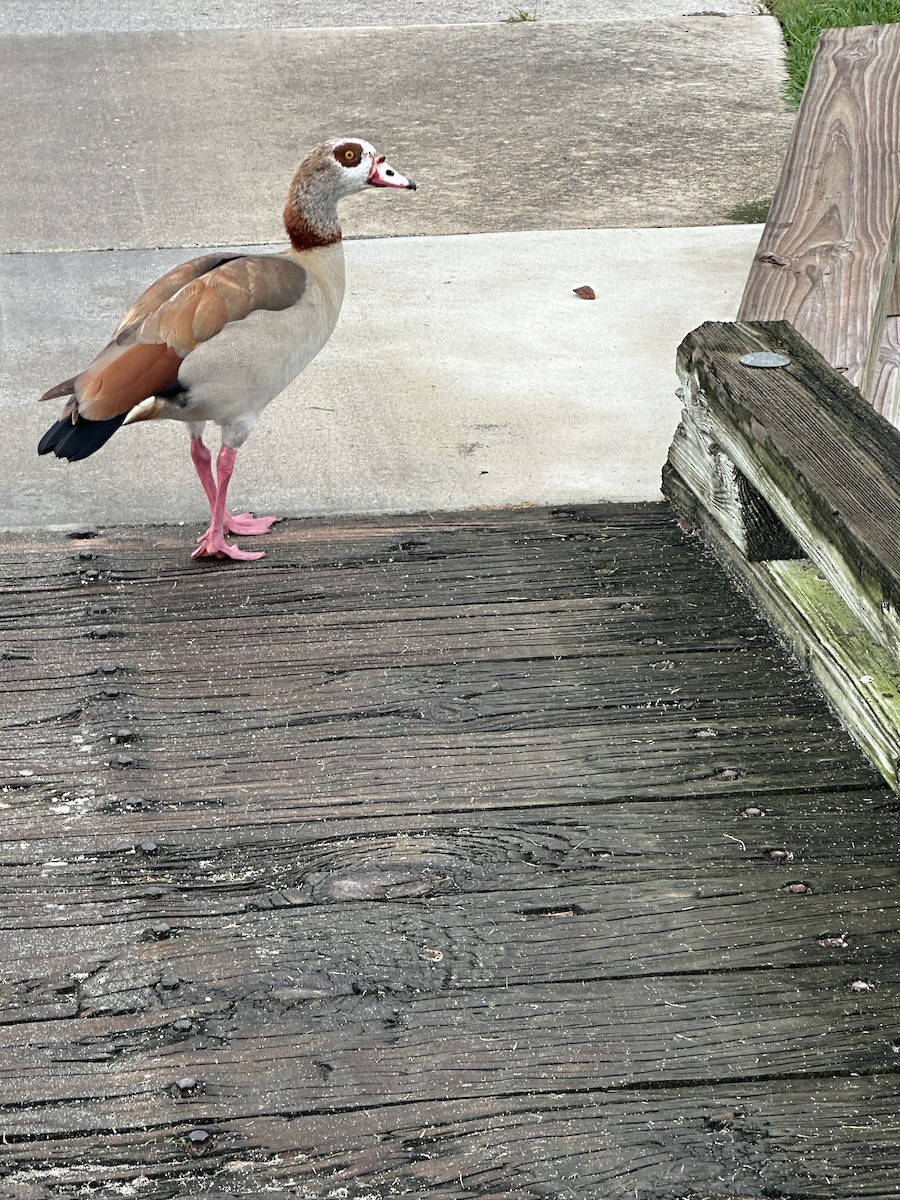 Egyptian Goose - ML620261156