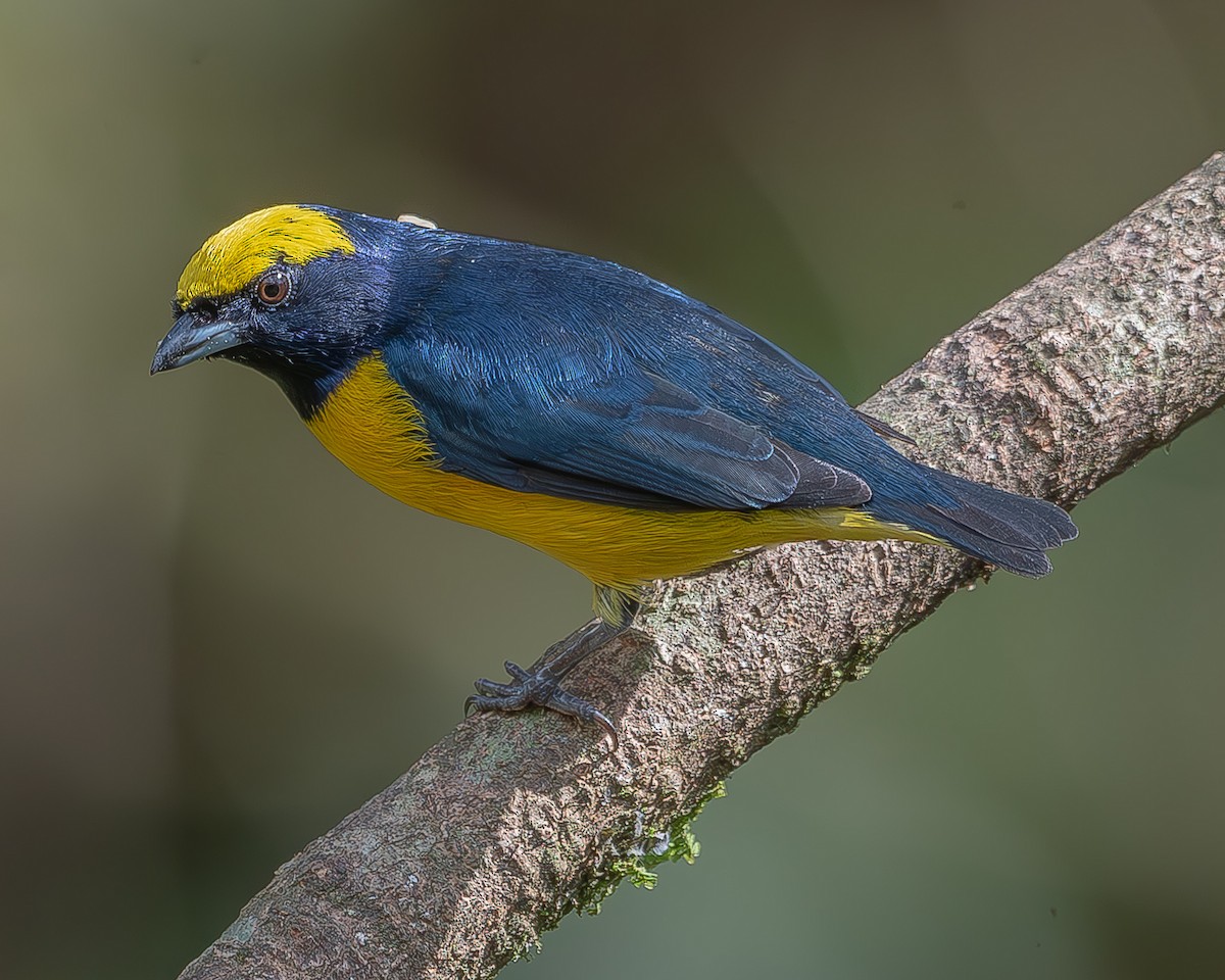 Yellow-crowned Euphonia - ML620261169