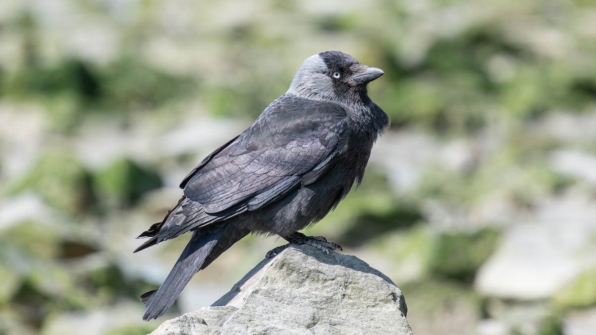 Eurasian Jackdaw - ML620261170