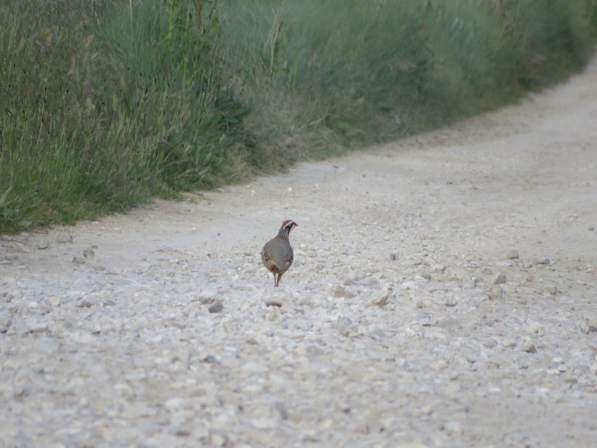 Red-legged Partridge - ML620261177