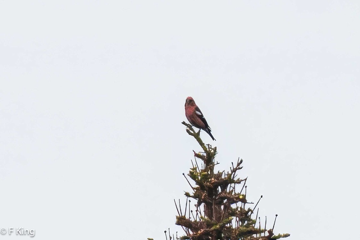 White-winged Crossbill - ML620261180