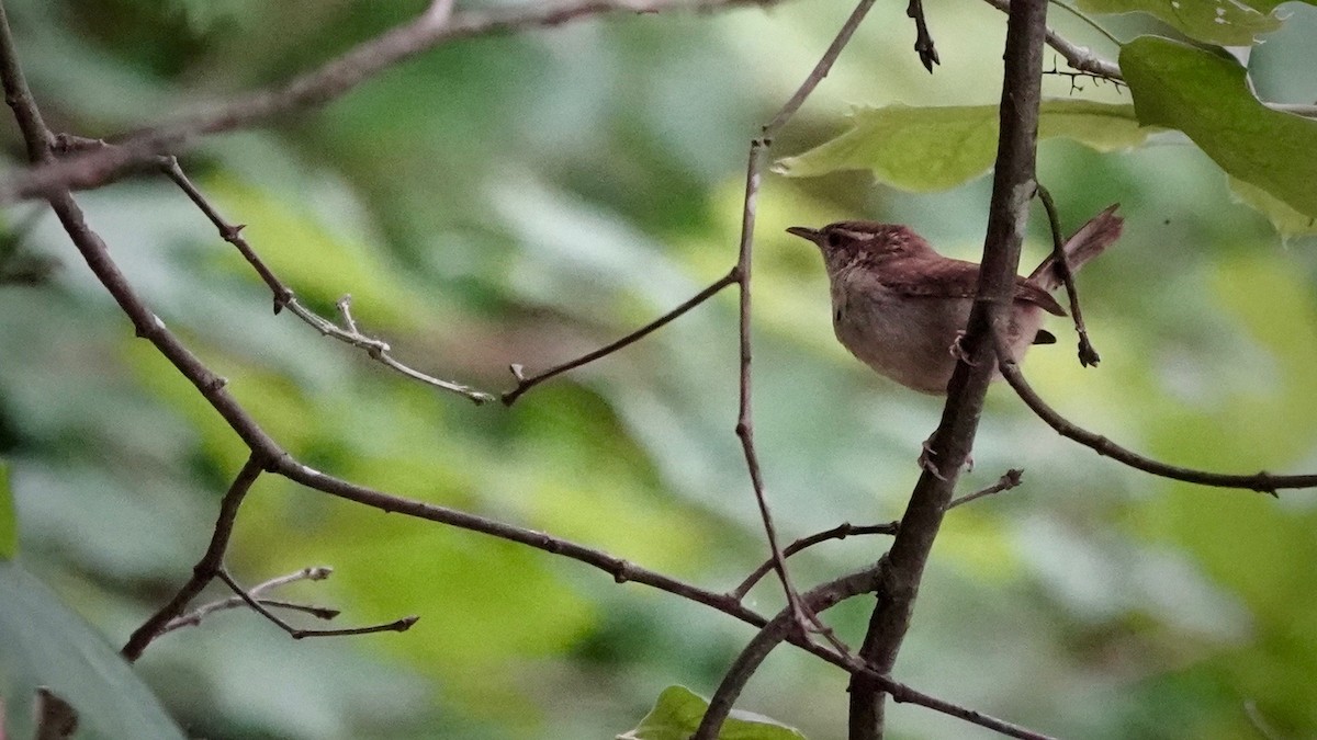 Carolina Wren - ML620261186