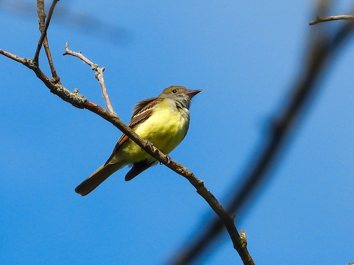 Great Crested Flycatcher - ML620261197