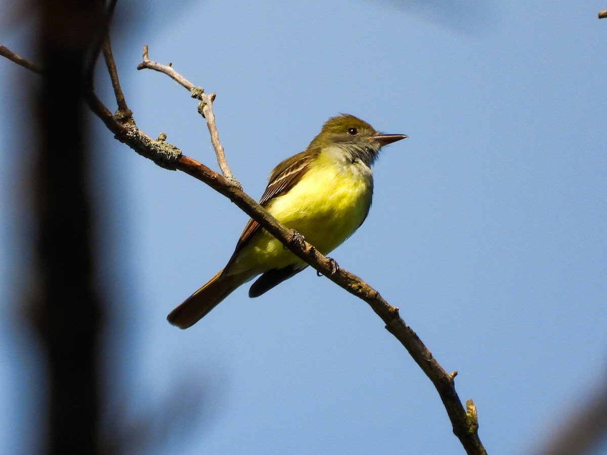 Great Crested Flycatcher - ML620261198