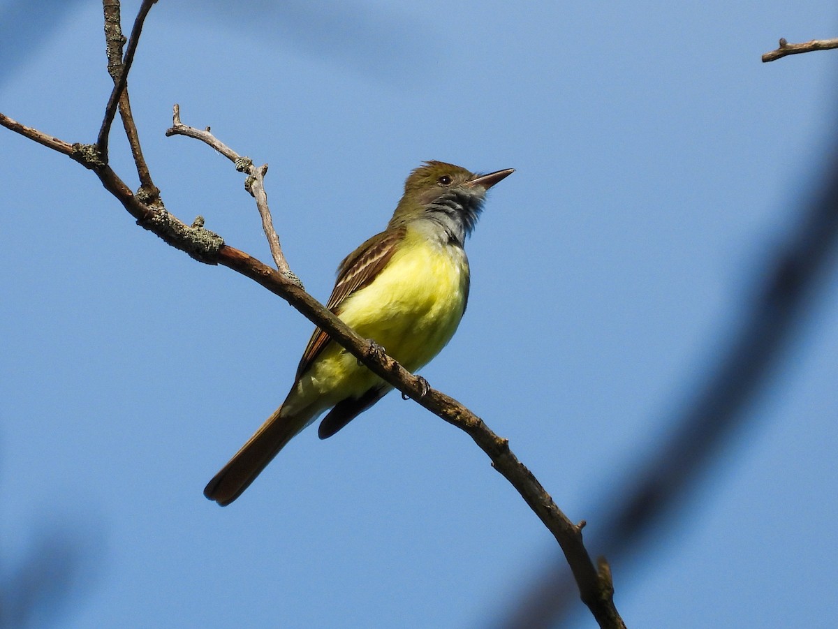 Great Crested Flycatcher - ML620261199