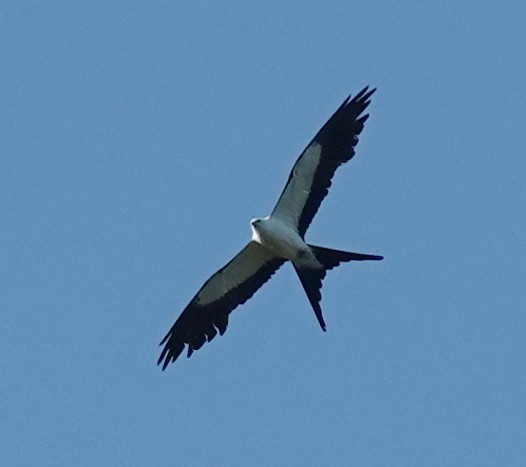 Swallow-tailed Kite - ML620261200
